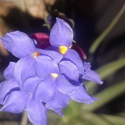 Tillandsiencattleya